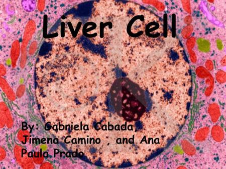 Liver Cell By: Gabriela Cabada, Jimena Camino, and Ana Paula Prado.