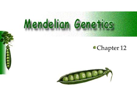 Chapter 12. Genetics: Study of heredity. Heredity: The passing of traits from parents to offspring. Mendel: The Father of Genetics I. Mendel: The Father.