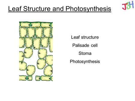 Leaf Structure and Photosynthesis