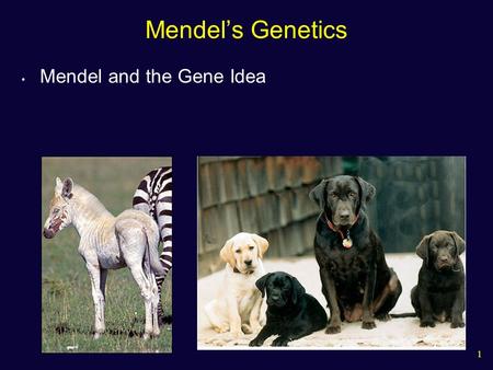 Mendel’s Genetics Mendel and the Gene Idea.