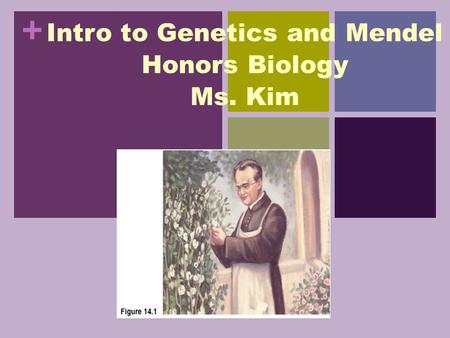 Intro to Genetics and Mendel Honors Biology Ms. Kim