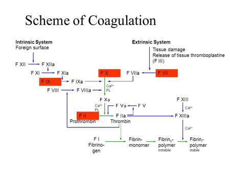 Scheme of Coagulation F XIIF XIIa F XIF XIa F IX F X F IXa F VIIaF VII Extrinsic System Tissue damage Release of tissue thromboplastine (F III) Intrinsic.