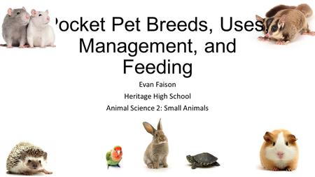 Pocket Pet Breeds, Uses, Management, and Feeding