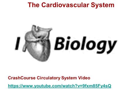 The Cardiovascular System