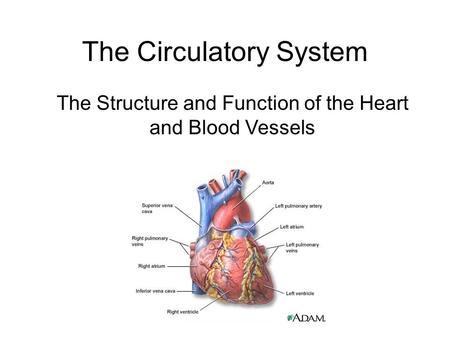 The Circulatory System