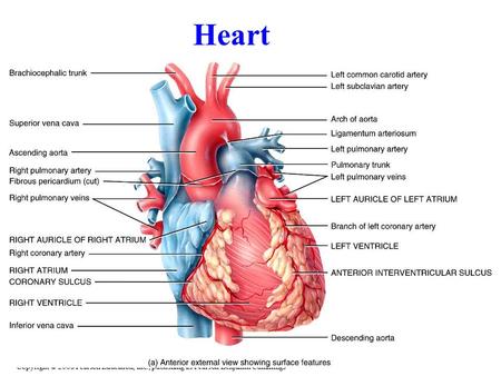 Copyright © 2008 Pearson Education, Inc., publishing as Pearson Benjamin Cummings Heart.