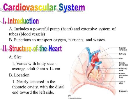 A. Includes a powerful pump (heart) and extensive system of tubes (blood vessels) B. Functions to transport oxygen, nutrients, and wastes. A. Size 1. Varies.