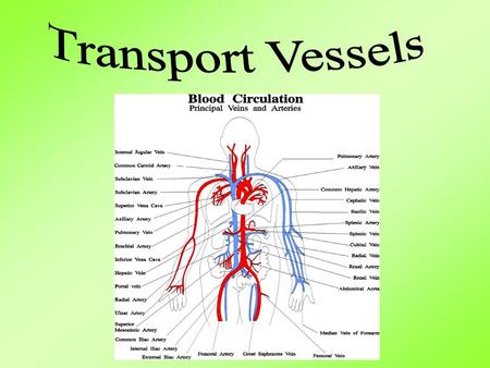 Aim: What are the human transport vessels? I. Human Transport Vessels A. Humans have a closed transport system B. Transport Vessels 1. Arteries a. Thick,