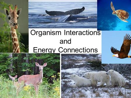 Organism Interactions and Energy Connections. Energy Connections All living things need energy to survive.