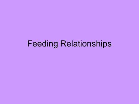 Feeding Relationships