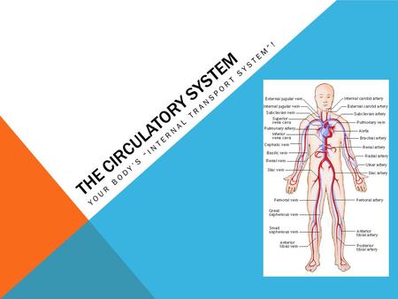 The circulatory system