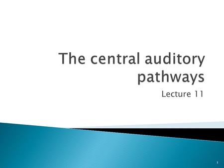 Lecture 11 1.  The auditory nerve enters the brainstem at the pons-medulla junction, whereupon the first order neurons terminate on the cell bodies of.