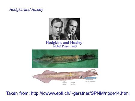 Taken from: http://icwww.epfl.ch/~gerstner/SPNM/node14.html Hodgkin and Huxley Taken from: http://icwww.epfl.ch/~gerstner/SPNM/node14.html.