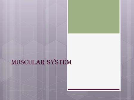 Muscular System. Characteristics of Muscles  All muscles have four common characteristics:  Contractibility  Excitability ( irritability)  Extensibility.