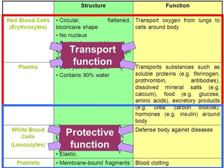 Red Blood Cells (Erythrocytes) Platelets (Thrombocytes)