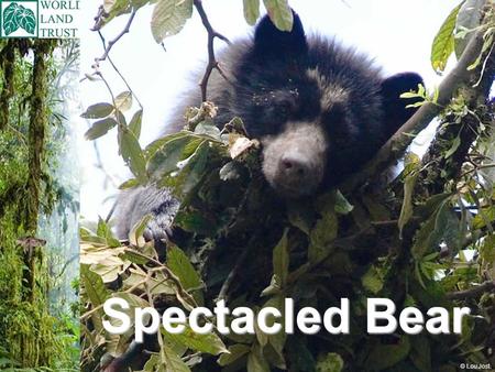 Spectacled Bear © Lou Jost.