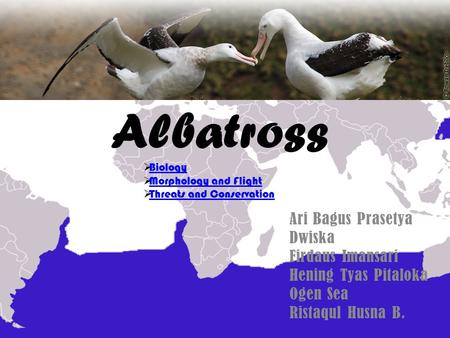 Albatross Ari Bagus Prasetya Dwiska Firdaus Imansari Hening Tyas Pitaloka Ogen Sea Ristaqul Husna B.  Biology Biology  Morphology and Flight Morphology.