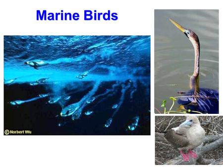 Marine Birds.