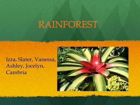 RAINFOREST Izra, Slater, Vanessa, Ashley, Jocelyn, Cambria.