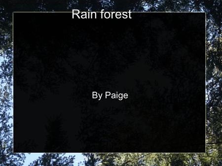 Rain forest By Paige.