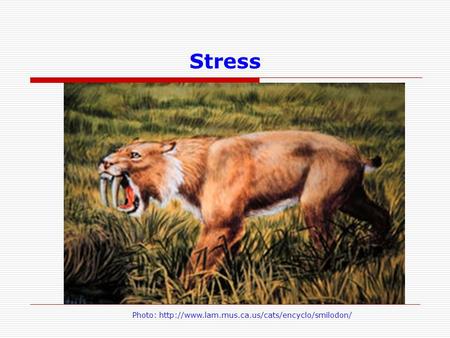 Stress Let’s take the example of stress again. This time mom doesn’t have to be stressed out during pregnancy, but rather it’s the chronic stress and strain,