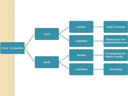 Gram +ve bacteriacocciaerobesStaph and streptanaerobes Peptococcus and peptostreptococcus bacilliaerobes Corynebacterium, listeria, noradia… anaerobesclostridium.