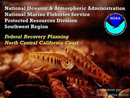 National Oceanic & Atmospheric Administration National Marine Fisheries Service Protected Resources Division Southwest Region coho salmon parr Oncorhynchus.