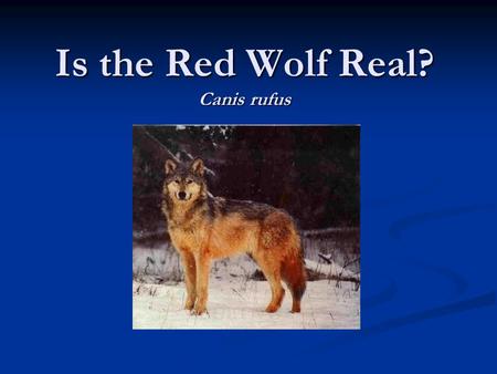 Is the Red Wolf Real? Canis rufus. Overview The red wolf is under petition to be delisted from the Endangered Species Act because it is thought to be.