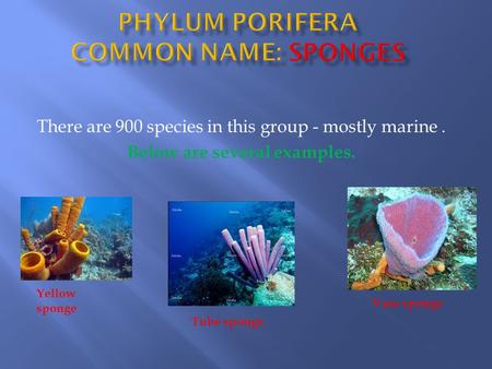 PHYLUM Porifera Common name: Sponges