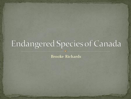 Brooke Richards. The spotted turtle is one of the smallest species of turtles in Canada, it’s maximum shell length is 12 cm.