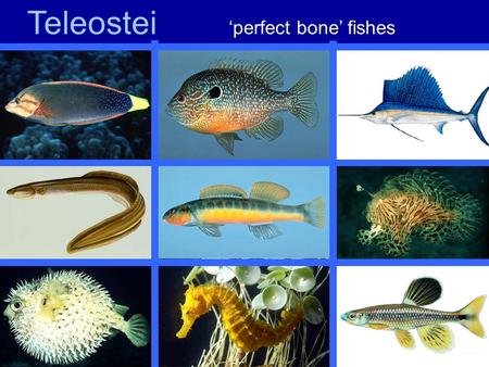 Teleostei ‘perfect bone’ fishes. Speciose : ~ 24,000 spp. 38 Orders; 426 Families 4 major subdivisions (Chapter 14; Helfman et al. 1997; p.222 and 223;