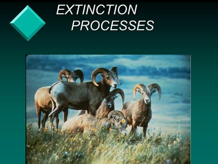 EXTINCTION PROCESSES EXTINCTION PROCESSES. v Rare species are at risk due to: – environmental stochasticity.