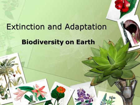 Extinction and Adaptation