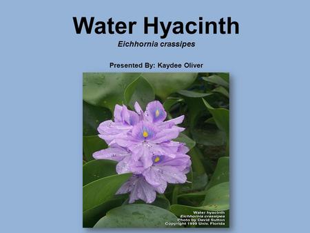 Water Hyacinth Eichhornia crassipes Presented By: Kaydee Oliver.