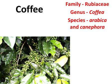 Coffee Family - Rubiaceae Genus - Coffea Species - arabica and canephora.