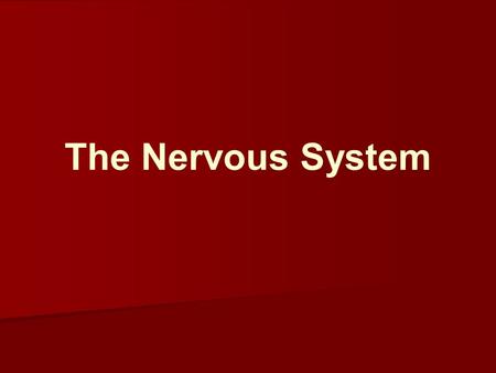 The Nervous System.