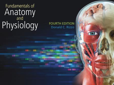 Chapter 11 The Nervous System