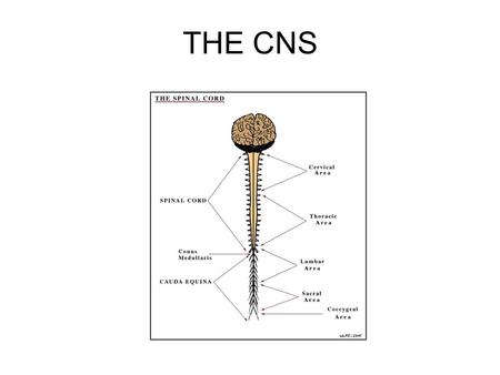 THE CNS.