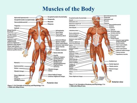 Muscles of the Body.