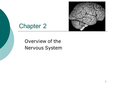 Overview of the Nervous System