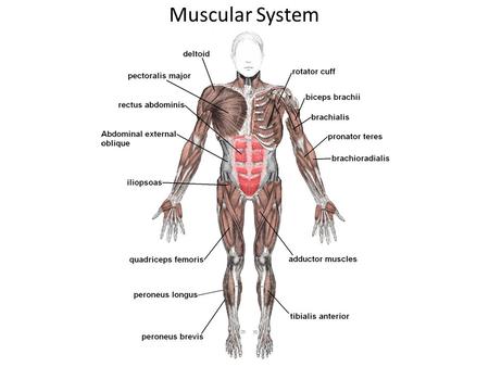 Muscular System.