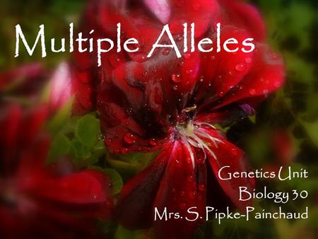 Multiple Alleles Genetics Unit Biology 30 Mrs. S. Pipke-Painchaud.