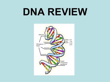 DNA REVIEW. The connecting pieces or “rungs” on a DNA ladder. NITROGEN BASES.