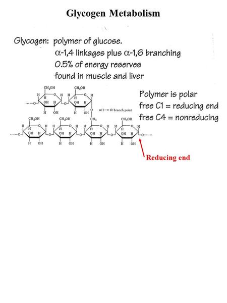 Glycogen Metabolism Reducing end.