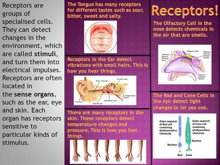 Receptors are groups of specialised cells. They can detect changes in the environment, which are called stimuli, and turn them into electrical impulses.