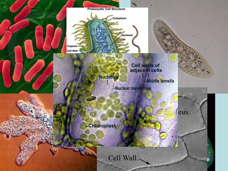 CH. 3 ~ CELLS. Bacteria vs. Viruses Living cells vs. non-living protein and nucleic acids Ch. 18 Pages 331-353.