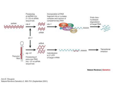 Ann E. Rougvie Nature Reviews Genetics 2, 690-701 (September 2001)