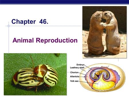 AP Biology 2005-2006 Animal Reproduction Chapter 46.