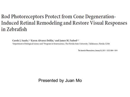 Presented by Juan Mo. Study Questions Why zebrafish transgenetic lines are very important for studying photoreceptor degeneration? The synapses in inner.