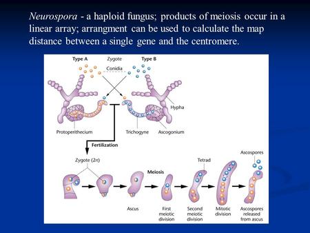 Neurospora - a haploid fungus; products of meiosis occur in a linear array; arrangment can be used to calculate the map distance between a single gene.